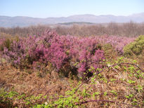 Matorral