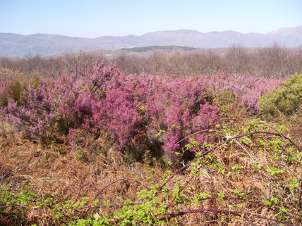 Matorral