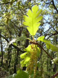 Hojas de roble