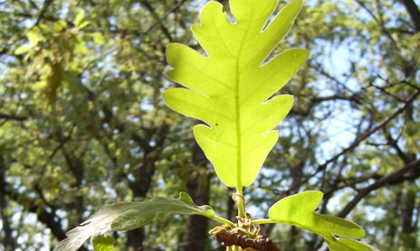Extremadura