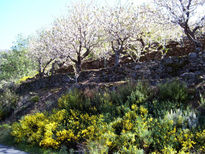 Cerezos en terrazas