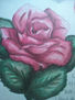 rosa