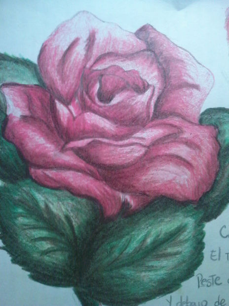 Rosa