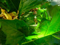 otoño verde