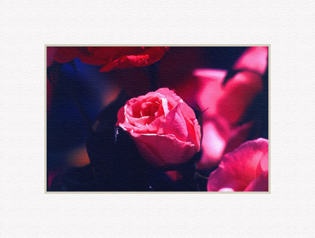 TE QUIERO ROSA