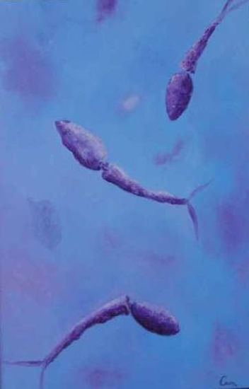 S.Mansoni 