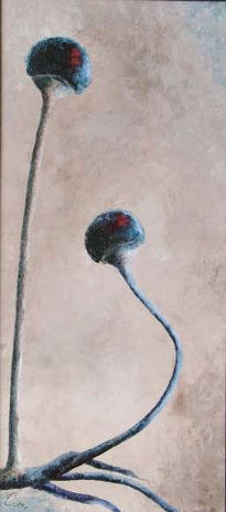 Rhizopus