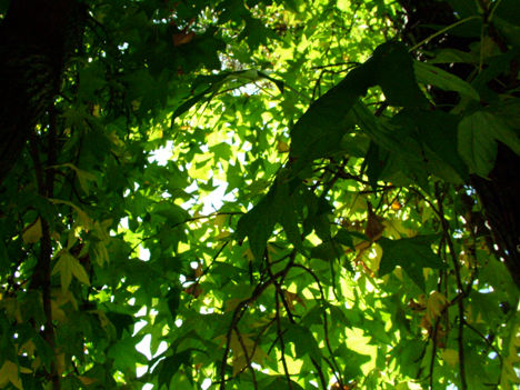 Verde Reflejo 