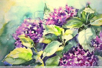 Hortensias