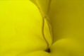 amarillo