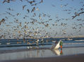 Gaivotas