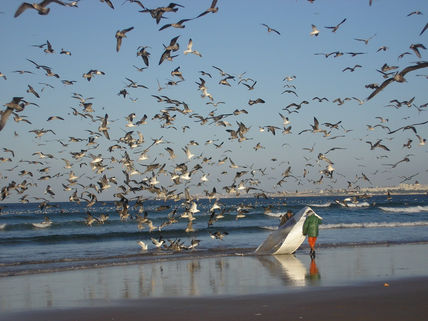 Gaivotas