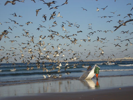 Gaivotas