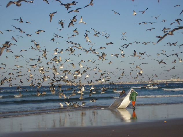 Gaivotas