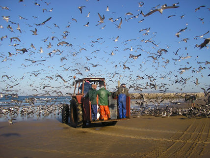 Gaivotas