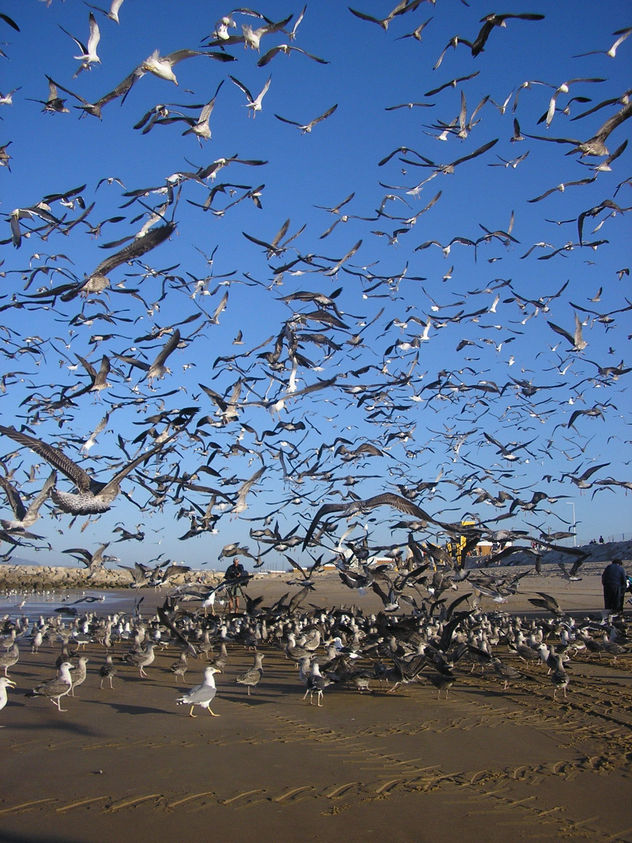 gaivotas