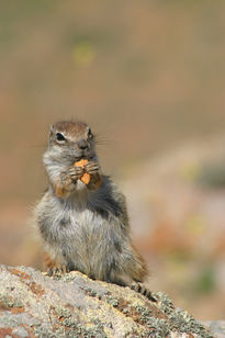 Chipmunk