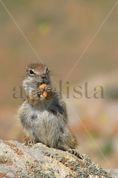 CHIPMUNK