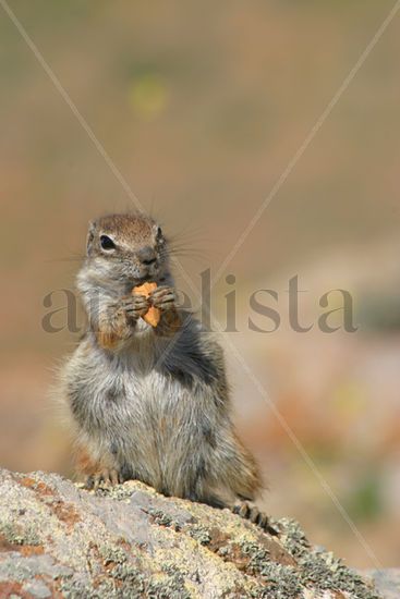 CHIPMUNK Naturaleza Color (Digital)