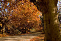 Carretera en el Bosque