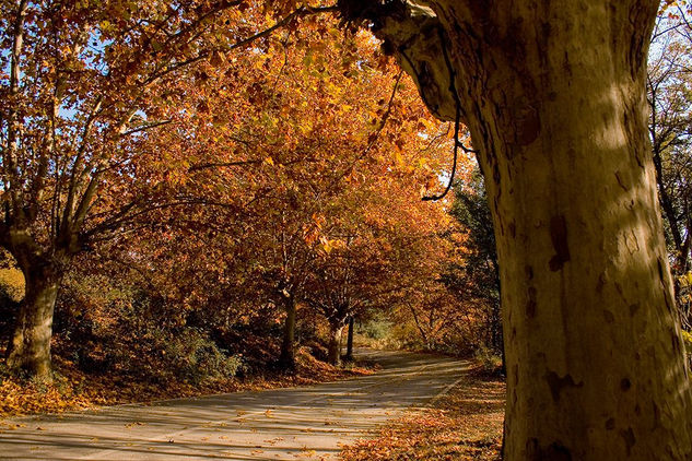 Carretera en el Bosque Viajes Color (Digital)