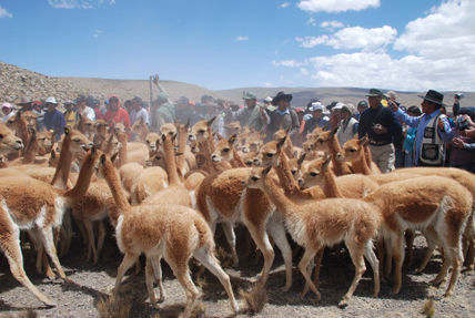Vicuñas
