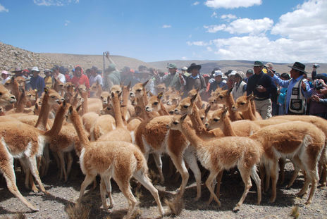 Vicuñas