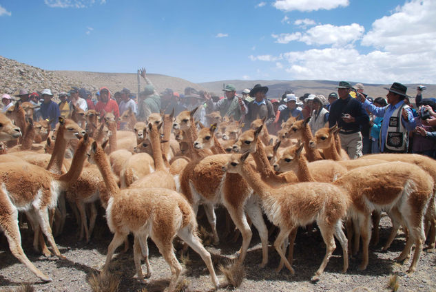 Vicuñas Naturaleza Blanco y Negro (Digital)