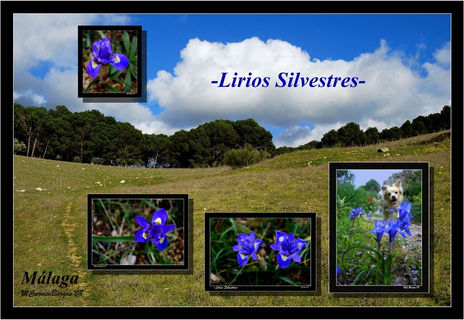 Lirios Silvestres y...