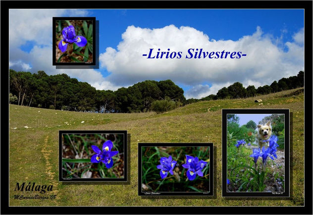 Lirios Silvestres y Sierra de Huma