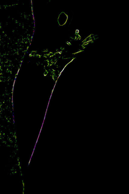 PhysaliaFrathernuz