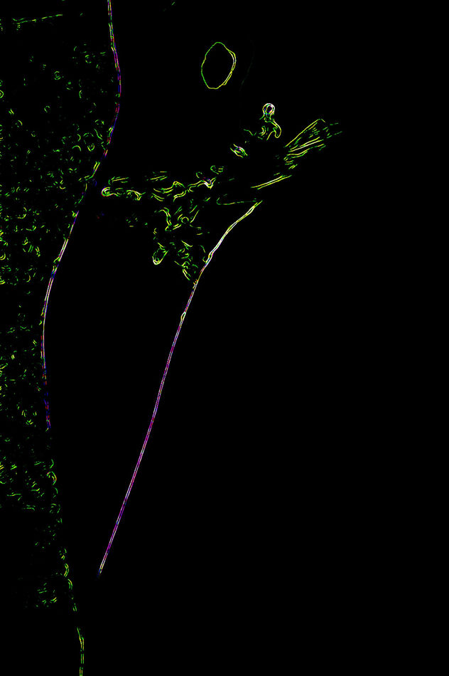 PhysaliaFrathernuz
