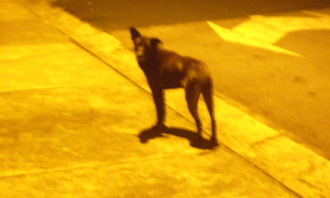 fotografia