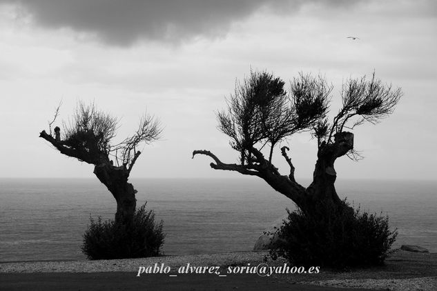 PAR DE OLIVOS 