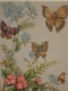 mariposas