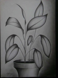 Planta