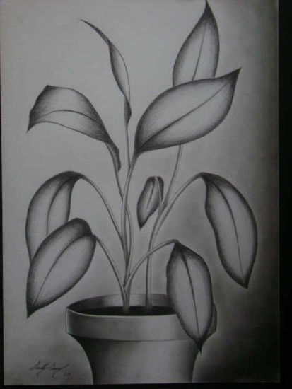 planta Pencil