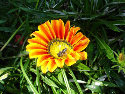 Nectar de españa