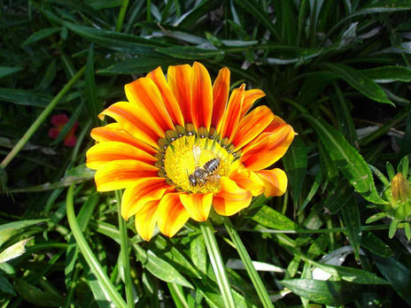 Nectar de españa