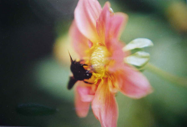 ABEJORRO Naturaleza Color (Química)