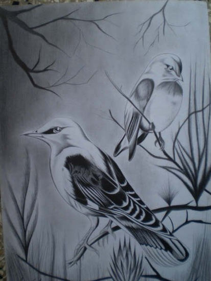 aves Graphite