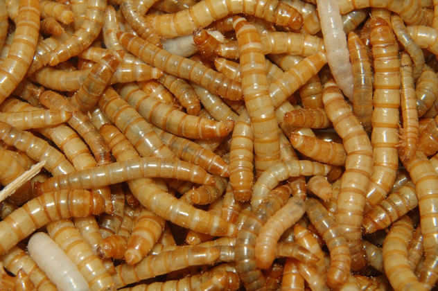 Larvas de Tenebrio (gusanos)