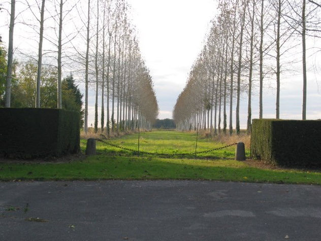 avenida  de arboles  francia