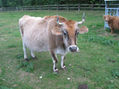 otra vaca , francesa