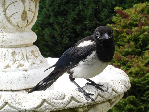 Mi mascota en mi jardín