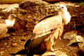 Quebrantahuesos