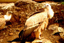 Quebrantahuesos