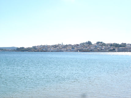 Palmeira en Verano
