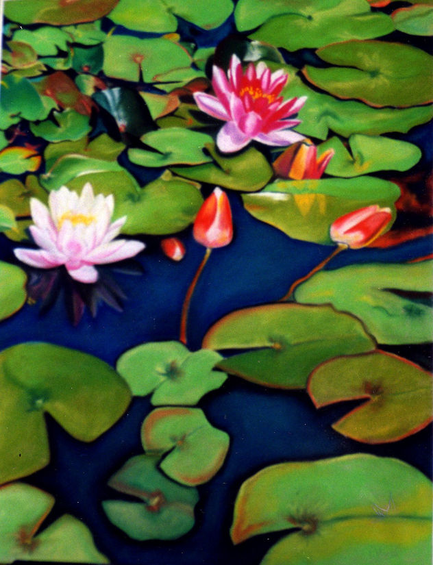 nenufares