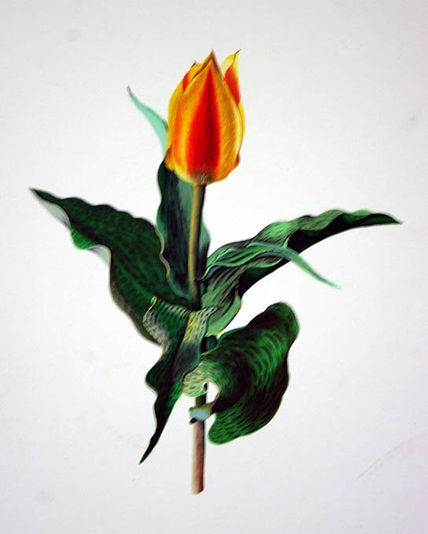 Tulipan